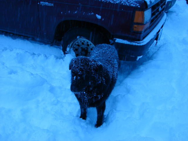 Back at the truck, Ellie is covered with snow.