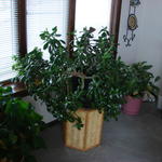 This plant is around 20 years old.  It was bought in the early years here in Montana.  The basket it's on is LW's.