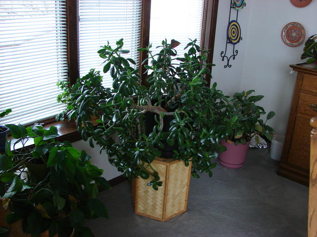 This plant is around 20 years old.  It was bought in the early years here in Montana.  The basket it's on is LW's.
