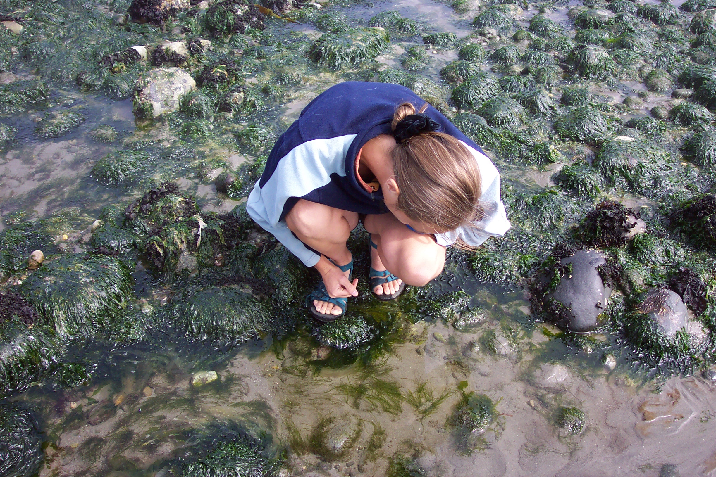 We went to the beach at low tide to explore the tide pools.