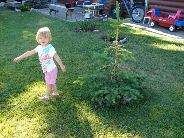 This tree has actually started to outgrow June!