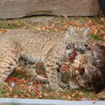 A close up of the bobcat with my chicken.