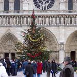 They had a Christmas tree in front of the cathedral.