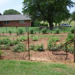 Here's a view of the garden and the back yard of the house.