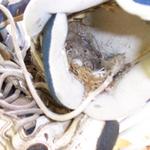 A bird built a nest in some old tennis shoes on the back porch.