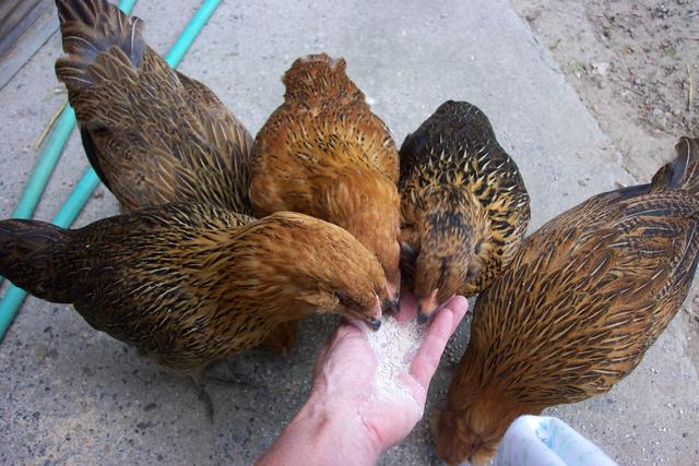 My chicks will eat out of my hand.