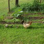 The chicks are parading around Dakota's garden.