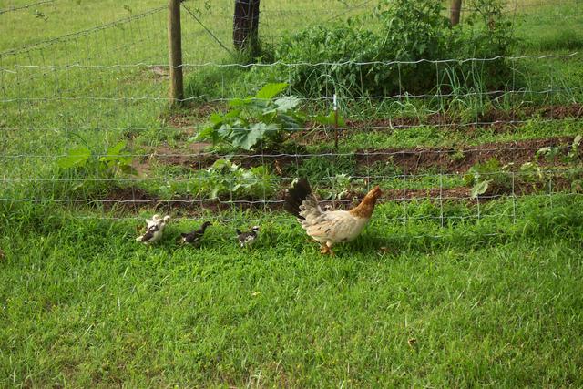 The chicks are parading around Dakota's garden.