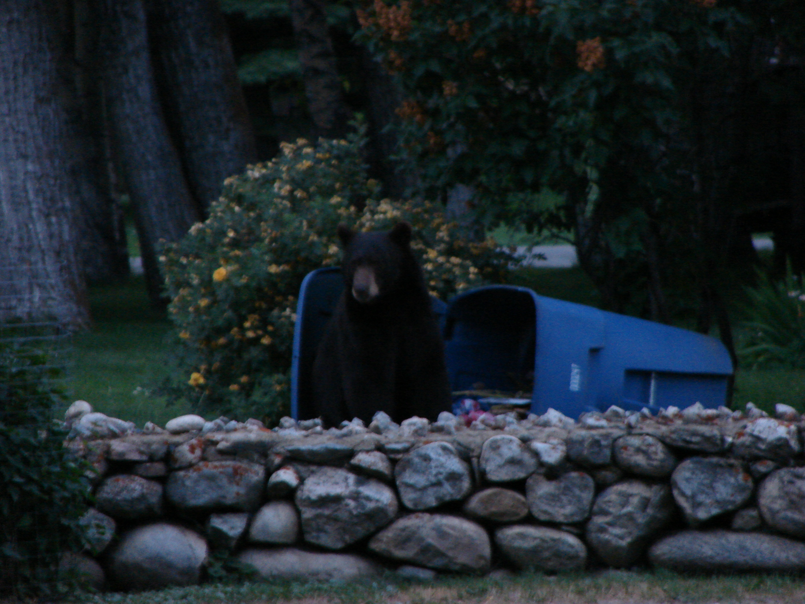 The next day, in Red Lodge, we watched a bear go from house to house looking for food.