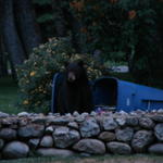 The next day, in Red Lodge, we watched a bear go from house to house looking for food.