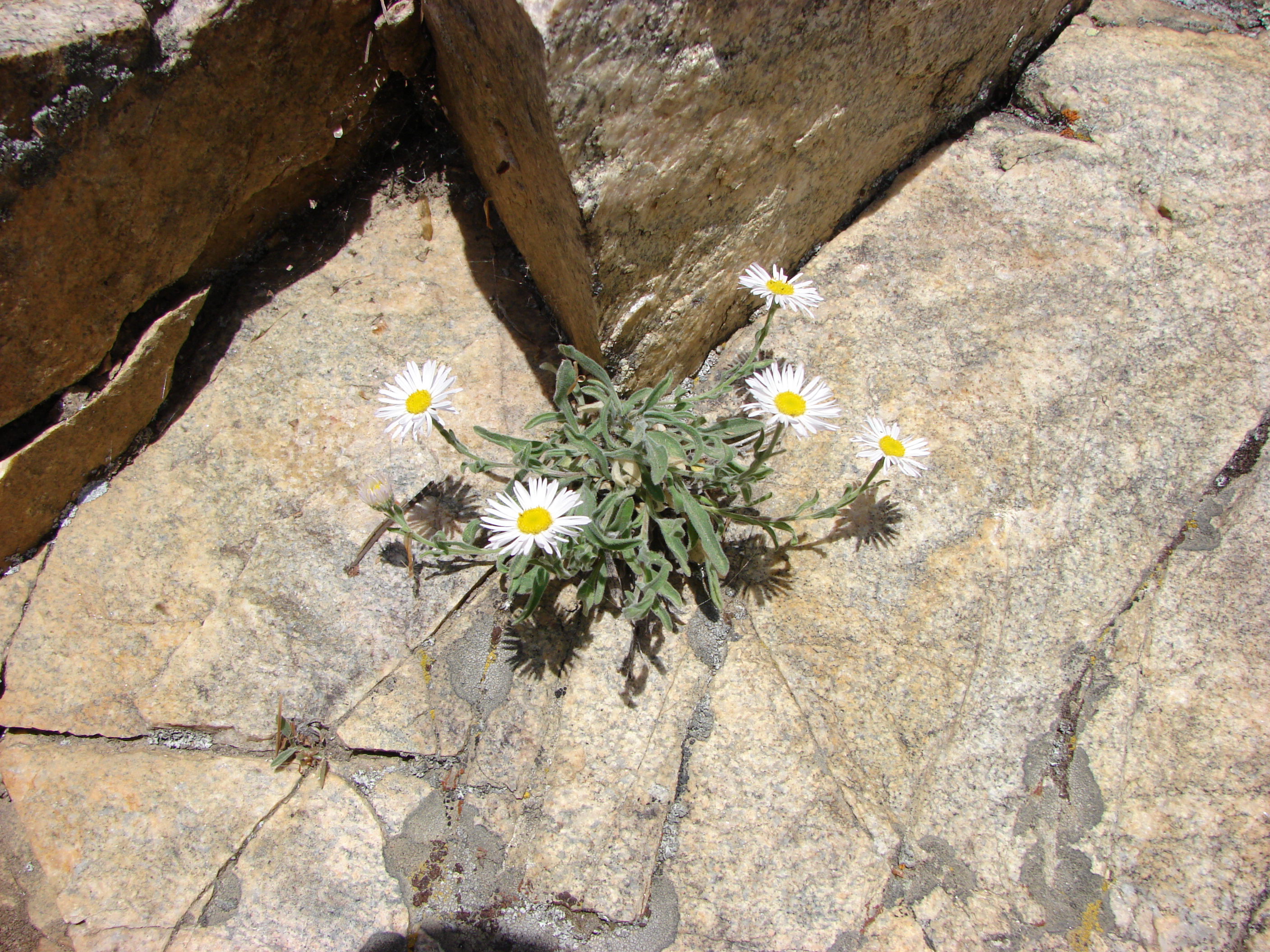 Some of the flowers up here are very tough.