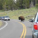 Of course, we saw bison.