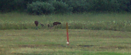 I saw these sandhill cranes after we left West Yellowstone.