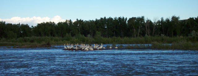 We surprised a flock of pelicans.