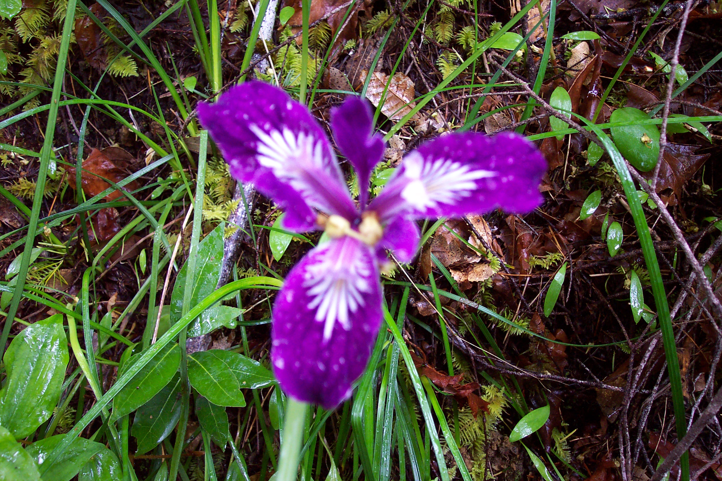 The flowers were gorgeous.