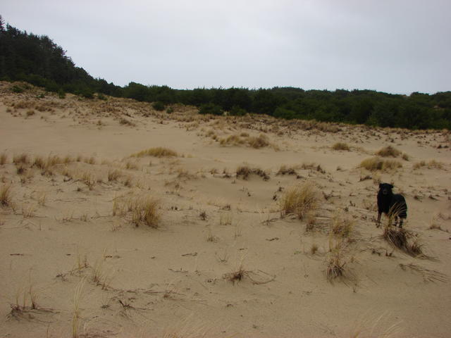 Ellie loves the sand dunes!