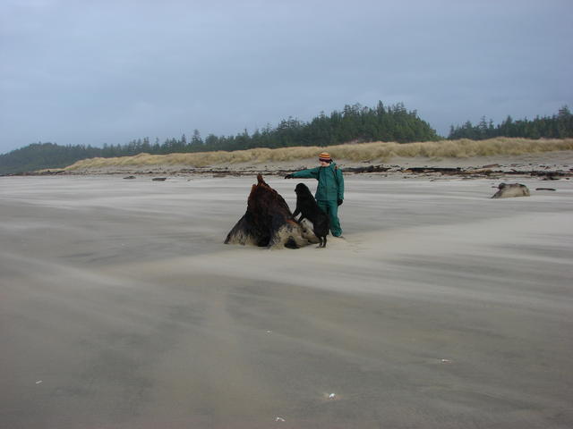 The wind is blowing the sand around this huge tree stump.