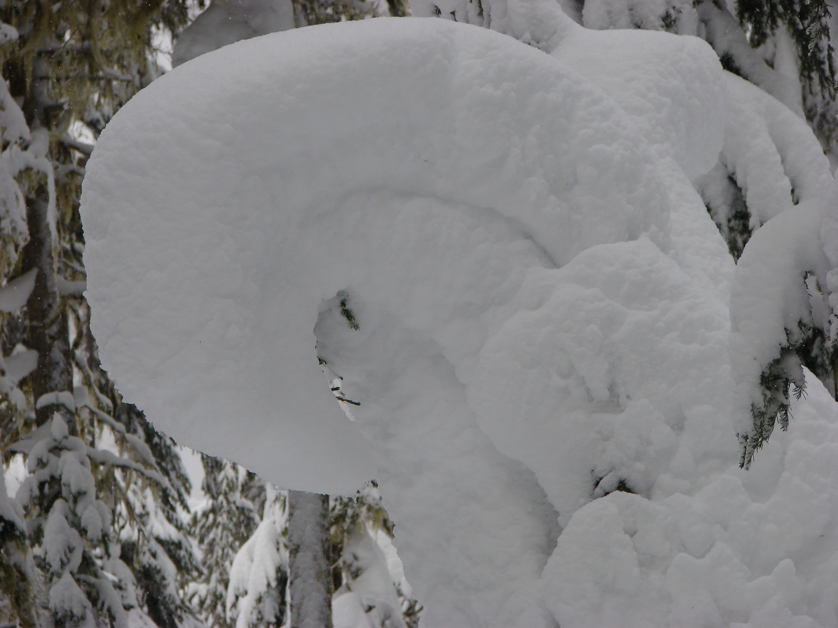 Tom says the tree underneath is a hemlock and he told me a story about it.