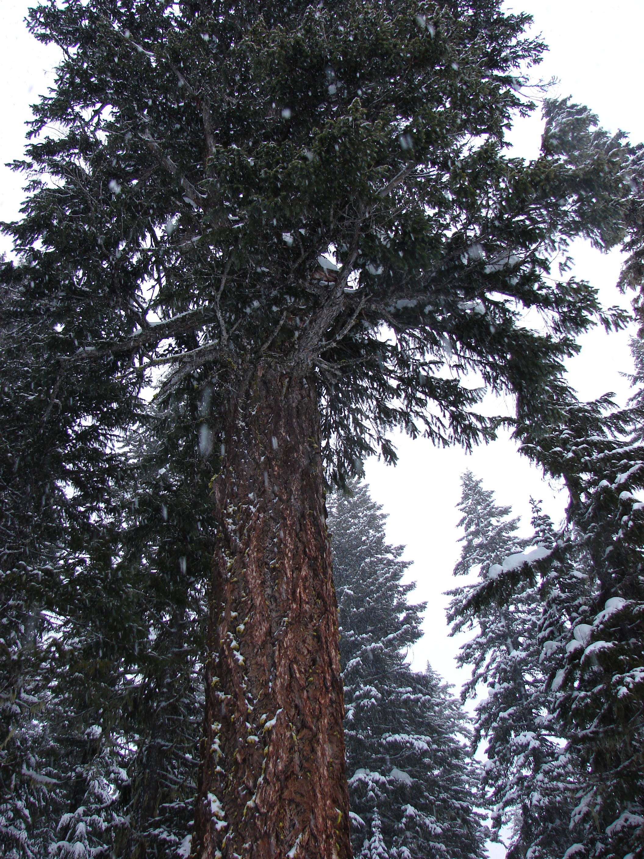 The camera doesn't begin to show how big this tree is.