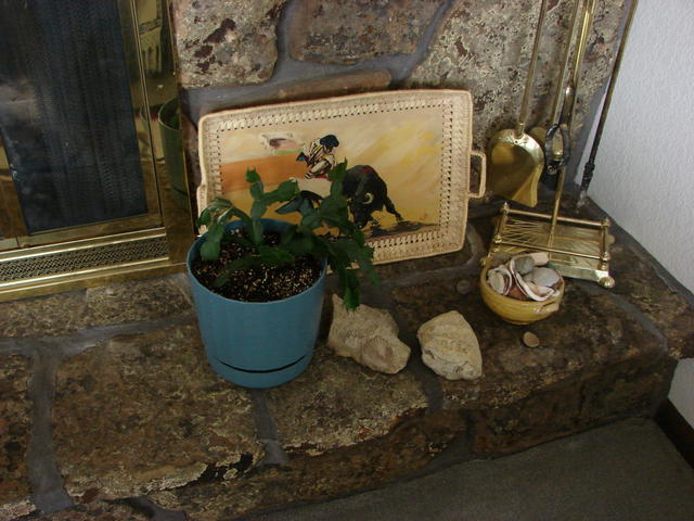 Tray is from Megan Wright, fossils from OK, bowl from Mexico (I think)