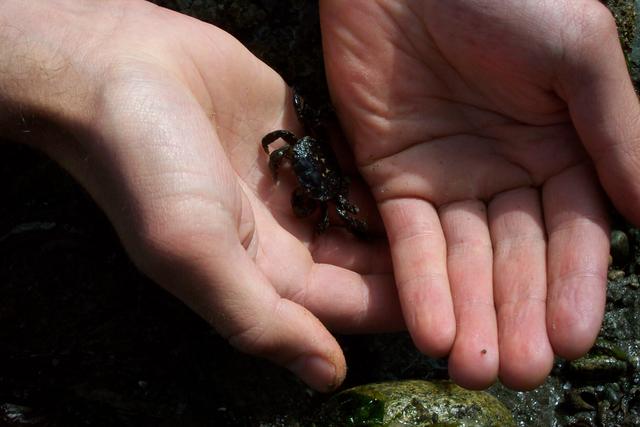 Ben picked up a crab.