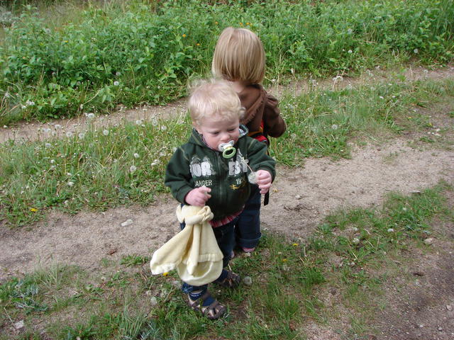 We found an entire patch of dandelions!