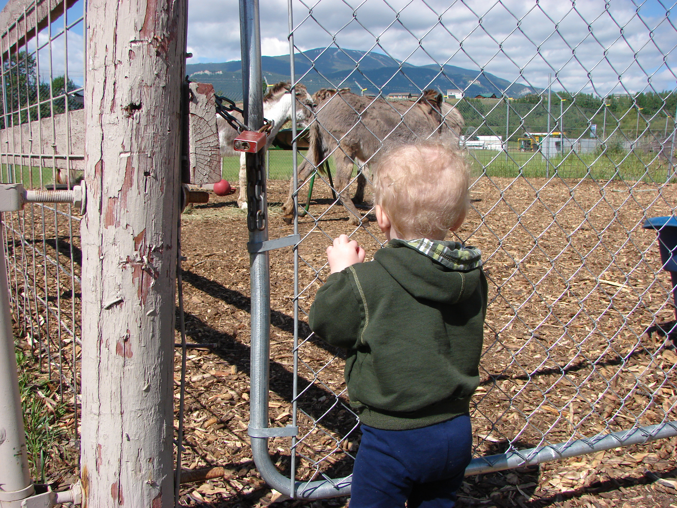 This picture doesn't begin to show the reaction Matteo had to the mules and donkeys. He was here for 15 minutes shouting to the 