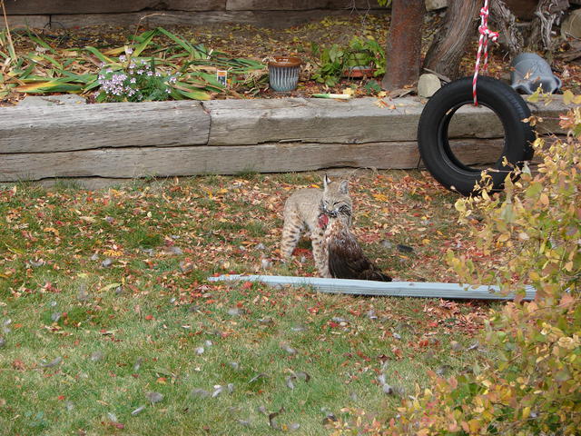 Here he is, standing over my chicken, in my back yard.