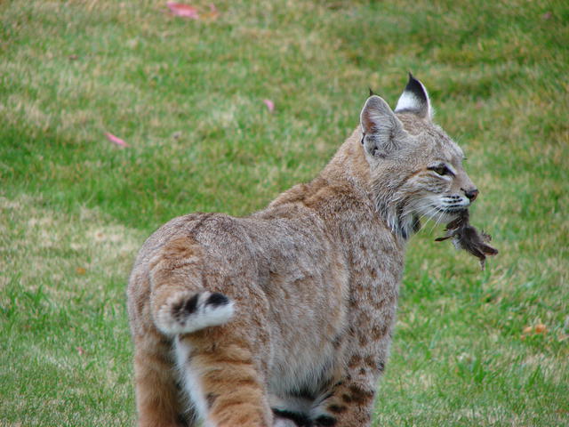 He's now in the neighbors' yard and has feathers in his mouth.