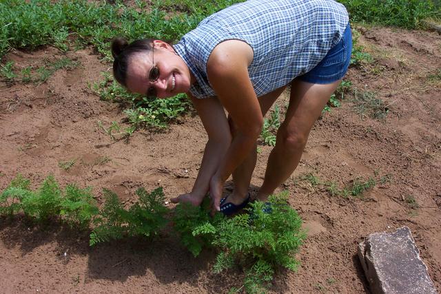 Donna is showing us how well the carrots are doing in June.