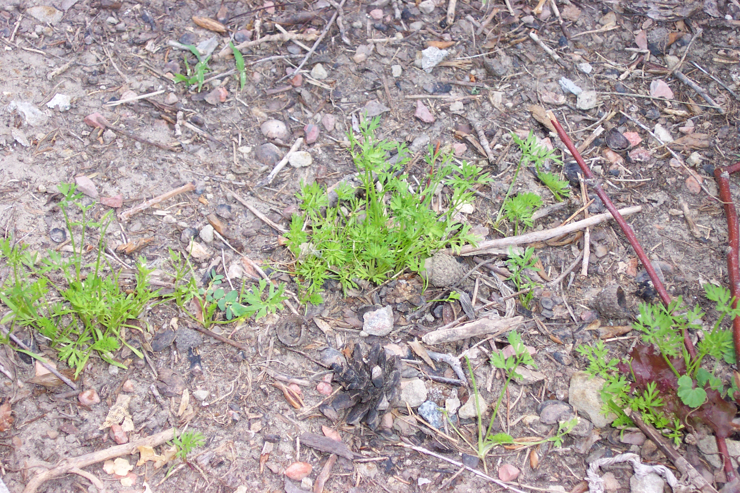 These are my carrots in July.