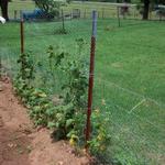 Here are Ron and Donna's beans in June.