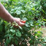 Ron already has tomatoes in June.