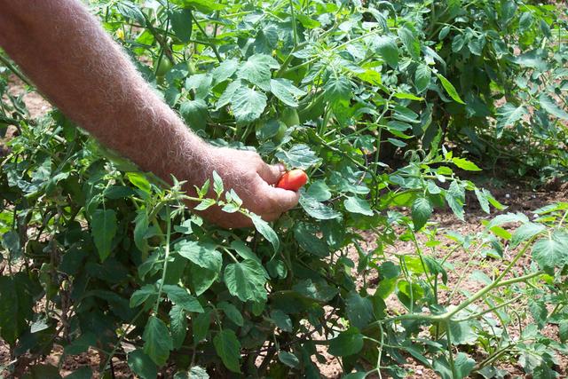 Ron already has tomatoes in June.