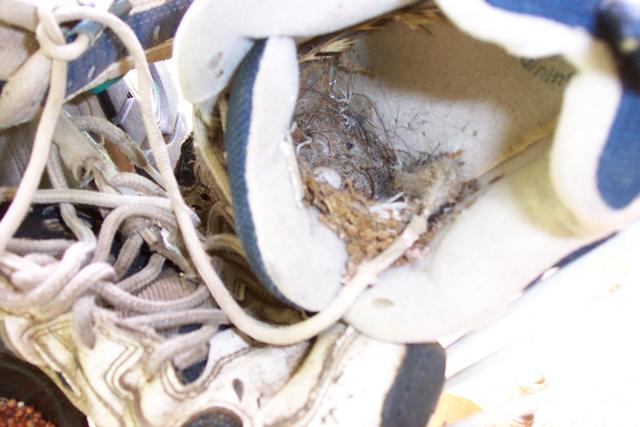 A bird built a nest in some old tennis shoes on the back porch.