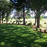 The garden looks great in the shadows.